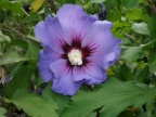 Blüten und Blumen